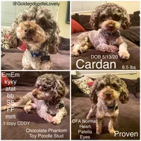 Anakin, a male Yorkshire Terrier and Poodle - Toy  for sale in Mesa, AZ – 5 of 7