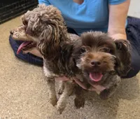 Willie Wonka, a male Yorkipoo and Poodle - Toy  for sale in Mesa, AZ – 8 of 9