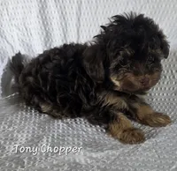 Tony Chopper, a male Yorkshire Terrier and Poodle - Toy  for sale in Mesa, AZ – 4 of 9