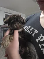 Tony Chopper, a male Yorkshire Terrier and Poodle - Toy  for sale in Mesa, AZ – 6 of 9