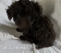 Willie Wonka, a male Yorkipoo and Poodle - Toy  for sale in Mesa, AZ – 5 of 9