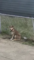 Curious George , a male Siberian Husky and American Pit Bull Terrier for sale in Garfield Heights, OH – Photo 2 of 3