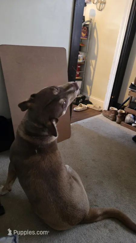 Curious George  – Siberian Husky, American Pit Bull Terrier puppy for sale in Garfield Heights, OH