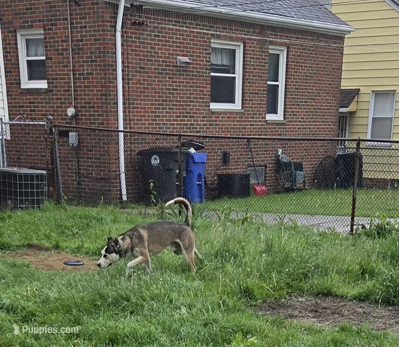 Ice – Siberian Husky, American Pit Bull Terrier puppy for sale in Garfield Heights, OH