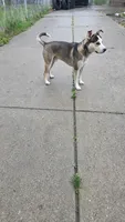 Ice, a male Siberian Husky and American Pit Bull Terrier for sale in Garfield Heights, OH – Photo 3 of 3