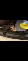 Cleo , a male Yorkipoo for sale in Destin, FL – 2 of 2
