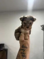 Maple , a female Yorkshire Terrier for sale in Destin, FL – 3 of 6