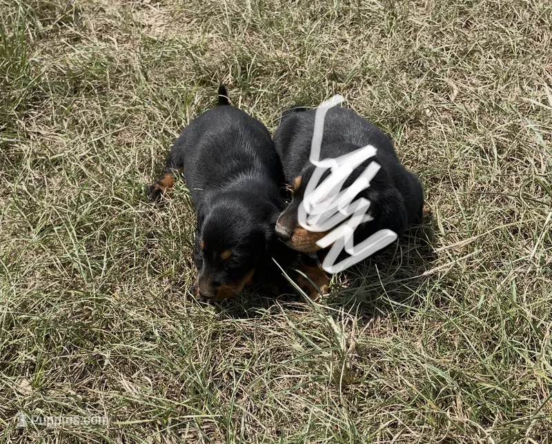 Meeko  – Miniature Dachshund puppy for sale in Destin, FL