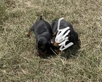Meeko , a male Miniature Dachshund for sale in Destin, FL – 1 of 2