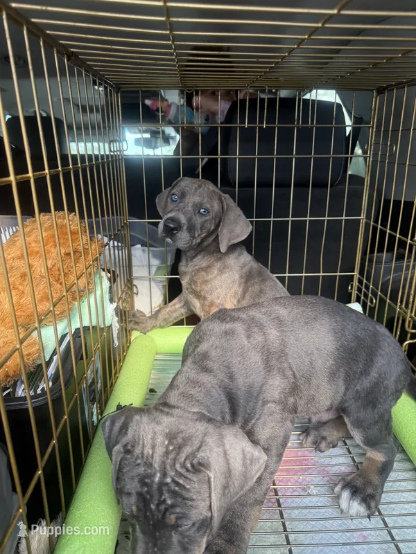 Sadie  – American Bully, Cane Corso puppy for sale in Destin, FL