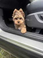 Beau , a male Yorkshire Terrier for sale in Destin, FL – 2 of 3