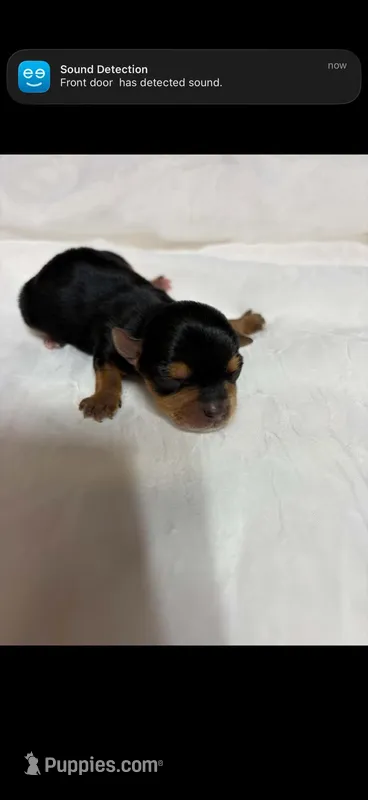 Pixie  – Yorkshire Terrier puppy for sale in Destin, FL