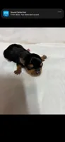 Pixie , a female Yorkshire Terrier for sale in Destin, FL – 1 of 2