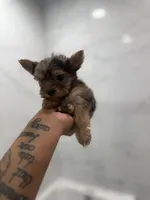 Maple , a female Yorkshire Terrier for sale in Destin, FL – 4 of 6