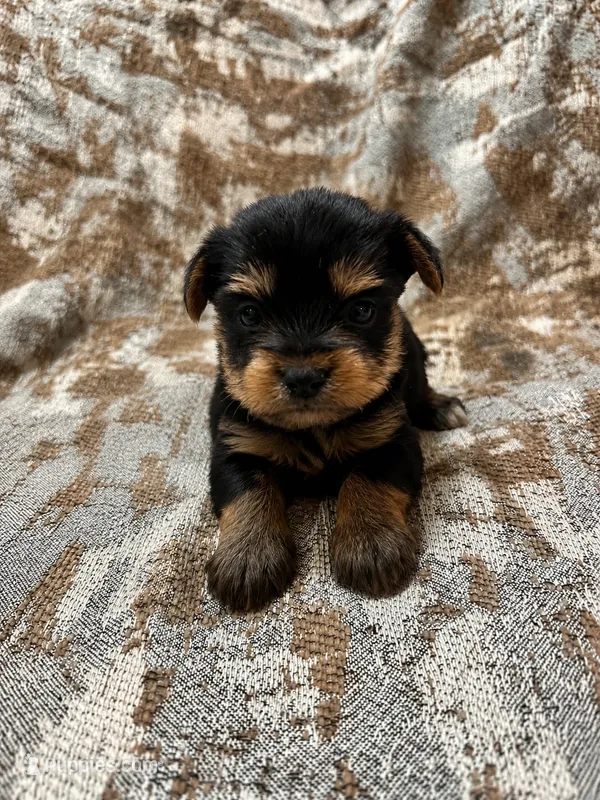 Maggie  – Yorkshire Terrier puppy for sale in Destin, FL