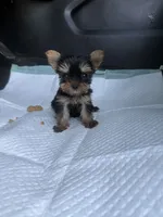 Freya (AKC doll face) , a female Yorkshire Terrier for sale in Destin, FL – 4 of 5
