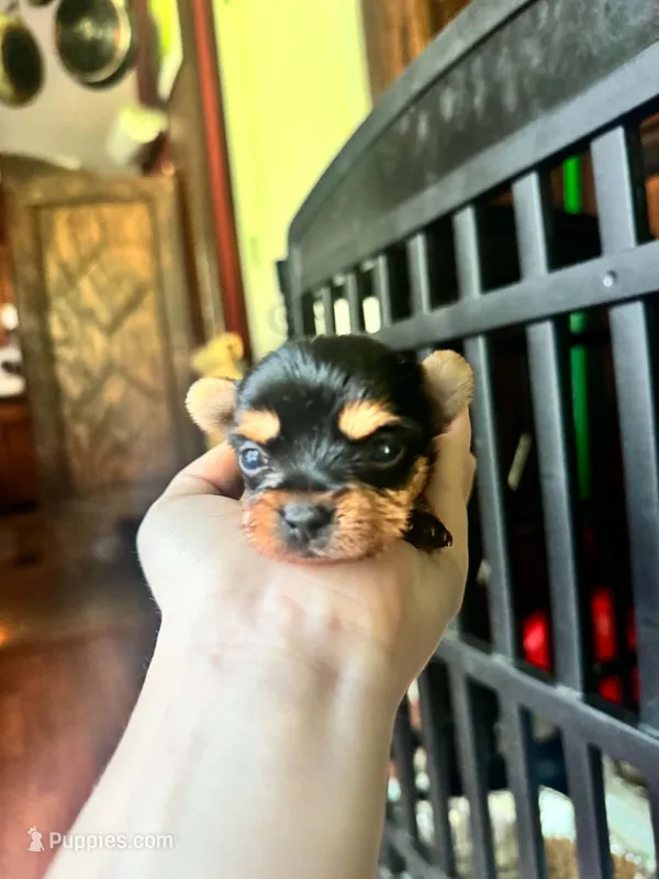 Pixie  – Yorkshire Terrier puppy for sale in Destin, FL