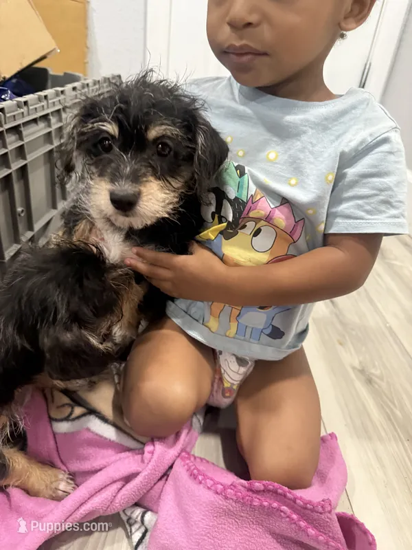 Cleo  – Yorkipoo puppy for sale in Destin, FL