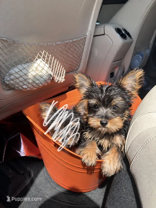 Ace  – Yorkshire Terrier puppy for sale in Destin, FL