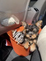 Ace , a male Yorkshire Terrier for sale in Destin, FL – 1 of 1