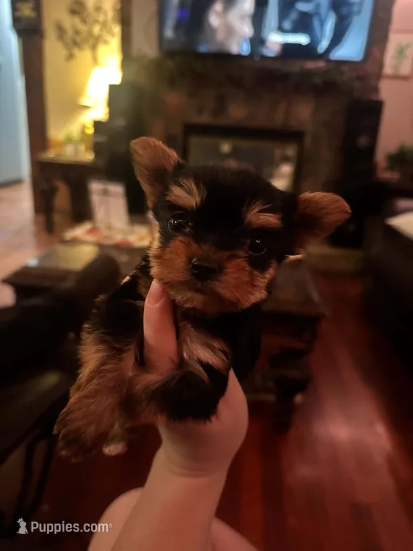 Dyah  – Yorkshire Terrier puppy for sale in Destin, FL