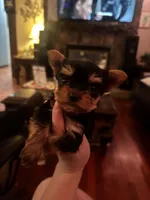 Dyah , a female Yorkshire Terrier for sale in Destin, FL – 1 of 1