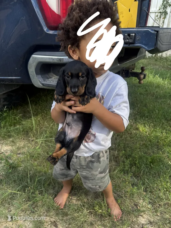 Meeko  – Miniature Dachshund puppy for sale in Destin, FL