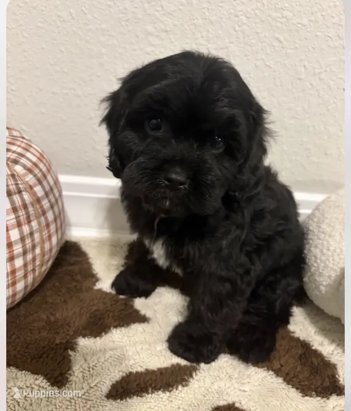 Cam – Cavapoo puppy for sale in Destin, FL