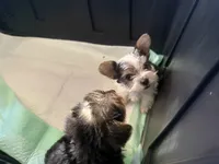 Peaches , a female Yorkshire Terrier for sale in Destin, FL – 4 of 4