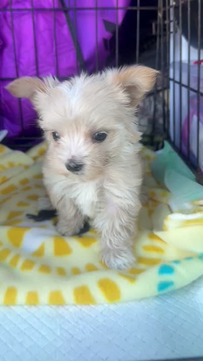 Honey, a female Yorkshire Terrier for sale in Destin, FL – 4 of 4