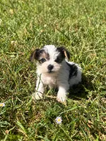 Peaches , a female Yorkshire Terrier for sale in Destin, FL – 2 of 4