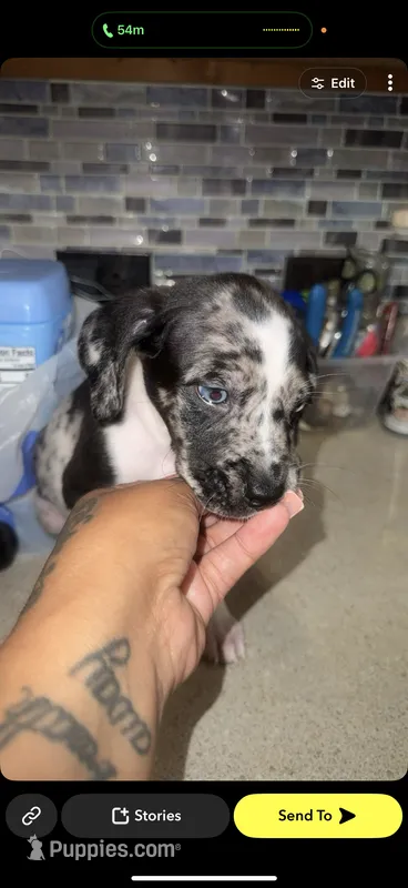 Lainey  – Great Dane, American Bully puppy for sale in Destin, FL