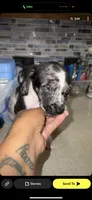 Lainey , a female Great Dane and American Bully for sale in Destin, FL – 1 of 1
