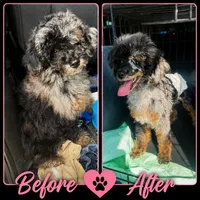 Baxtor , a male Poodle - Toy  for sale in Destin, FL – 4 of 4