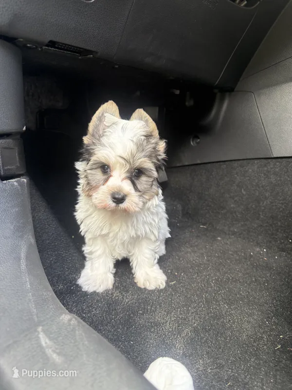 Aspen – Yorkshire Terrier puppy for sale in Destin, FL