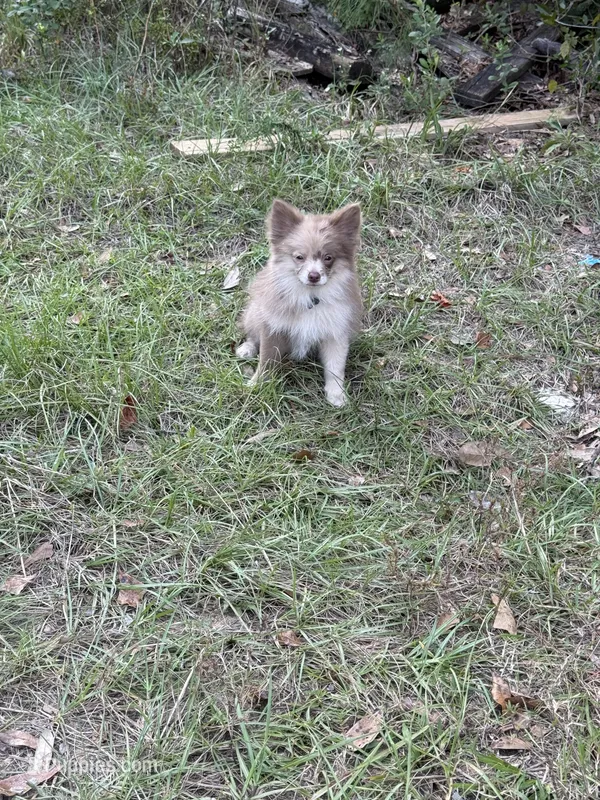 Toffee  – Pomeranian puppy for sale in Destin, FL