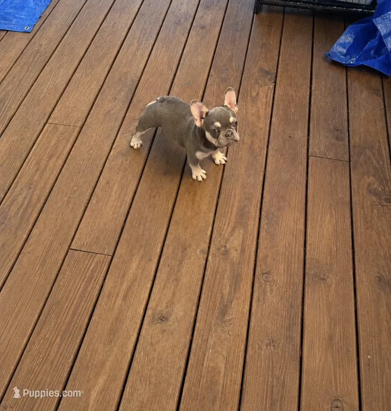 Zimmy – French Bulldog puppy for sale in Destin, FL
