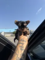 Freya (AKC doll face) , a female Yorkshire Terrier for sale in Destin, FL – 5 of 5
