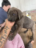 Sadie , a female American Bully and Cane Corso for sale in Destin, FL – 2 of 2