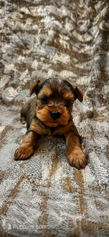 Maple  – Yorkshire Terrier puppy for sale in Destin, FL