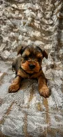 Maple , a female Yorkshire Terrier for sale in Destin, FL – 1 of 1