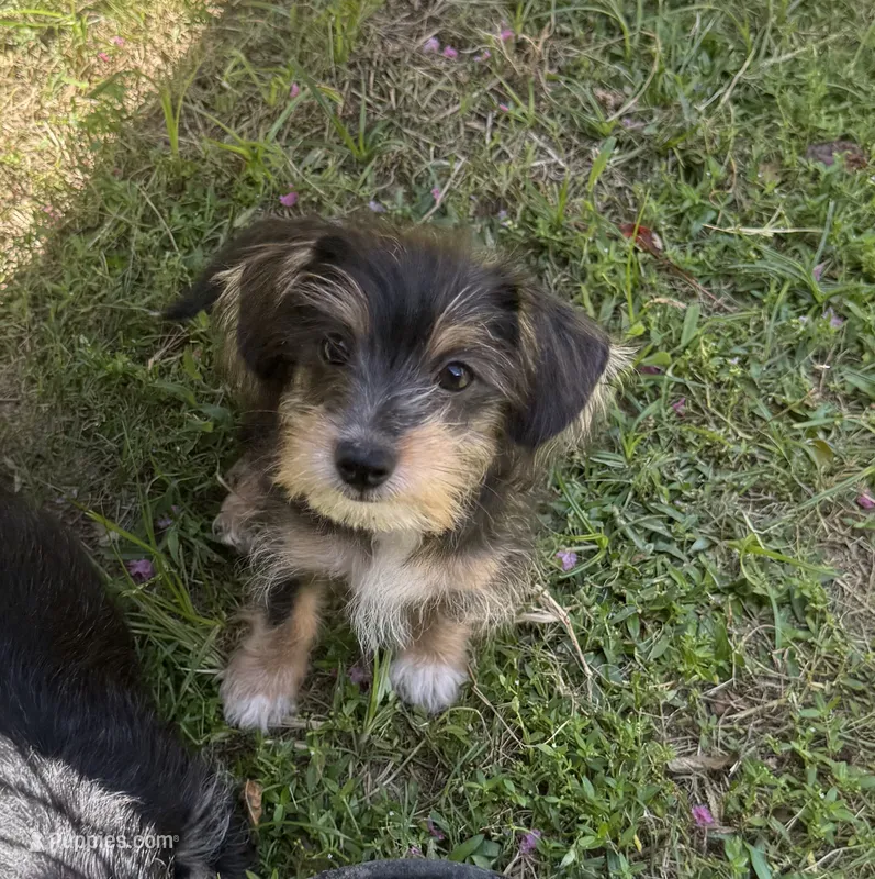 Cleo boy  – Yorkipoo puppy for sale in Destin, FL
