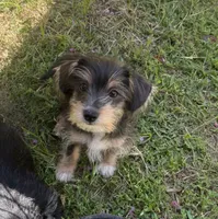 Cleo boy , a male Yorkipoo for sale in Destin, FL – 1 of 2