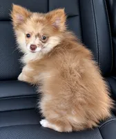Toffee , a female Pomeranian for sale in Destin, FL – 1 of 2