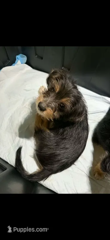 Cali – Yorkipoo puppy for sale in Destin, FL