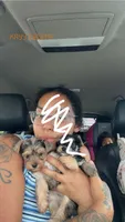 Maple , a female Yorkshire Terrier for sale in Destin, FL – 6 of 6