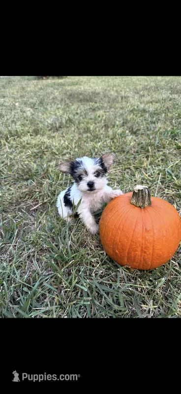 Peaches  – Yorkshire Terrier puppy for sale in Destin, FL