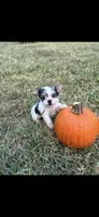 Peaches , a female Yorkshire Terrier for sale in Destin, FL – 1 of 4