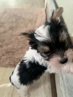 Noah, a male Yorkshire Terrier for sale in Destin, FL – 3 of 3
