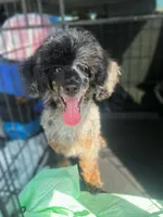 Baxtor , a male Poodle - Toy  for sale in Destin, FL – 3 of 4